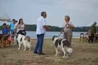 Naši tornjaci na izložbi autohtonih pasa!